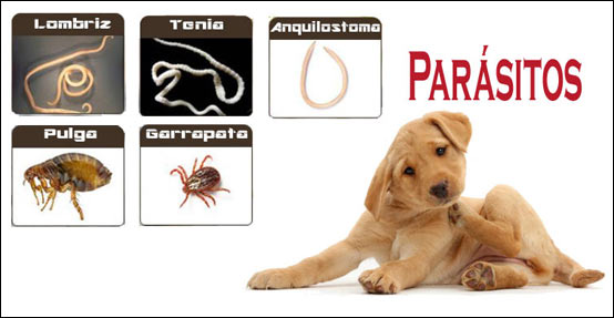 parásitos en los perros